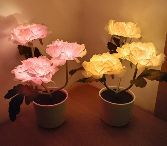 Blumenessenz Pfingstrose Licht